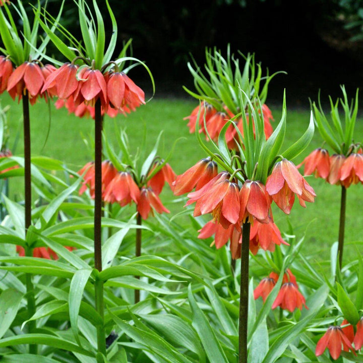 Kaiserkrone Flower Seeds – Heirloom, Non-GMO, High Germination Seeds