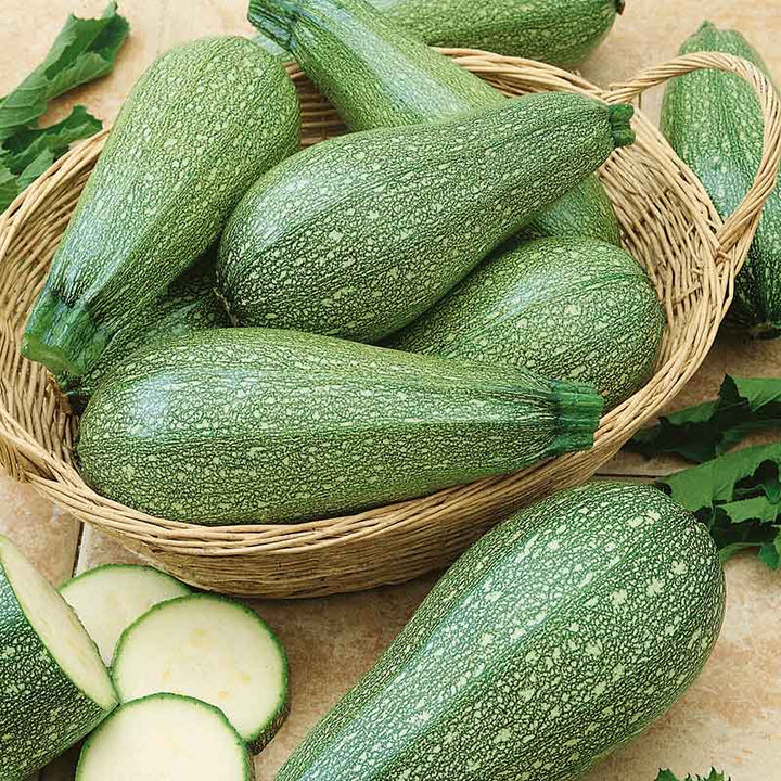 Summer Squash Round Light Green F1 Hybrid Zucchini Seeds – Non-GMO High Germination Garden Seeds