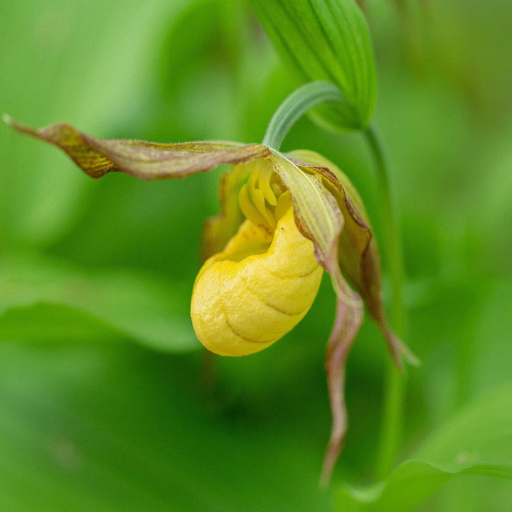 Yellow Lady Slipper Flower Seeds – Heirloom Non-GMO High Germination Organic Seeds