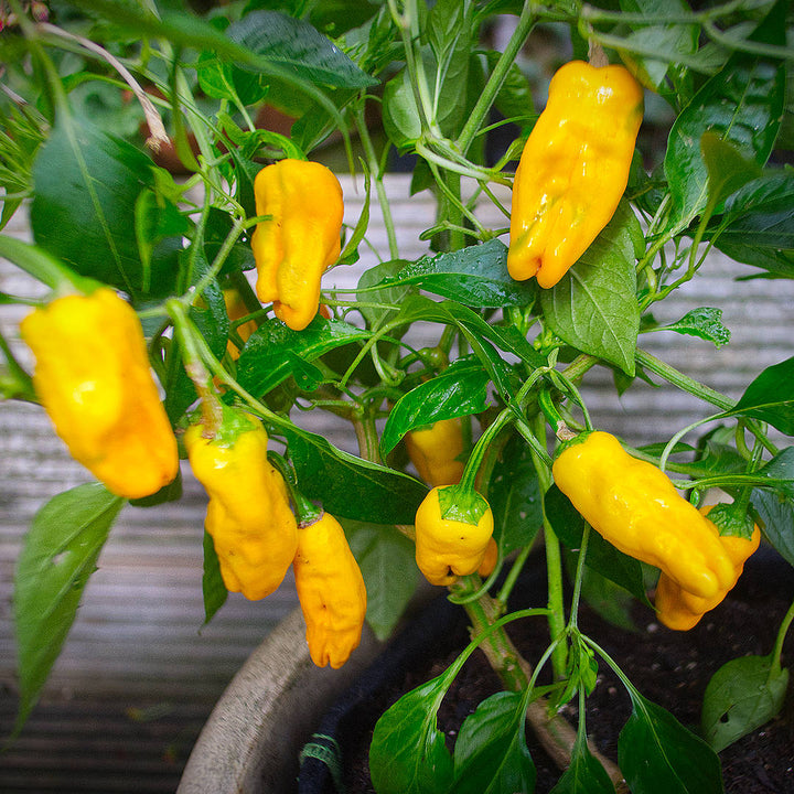 Yellow Pepperoncini Chilli vegetable seeds for planting, heirloom non-GMO garden seeds to grow fresh peppers at home naturally