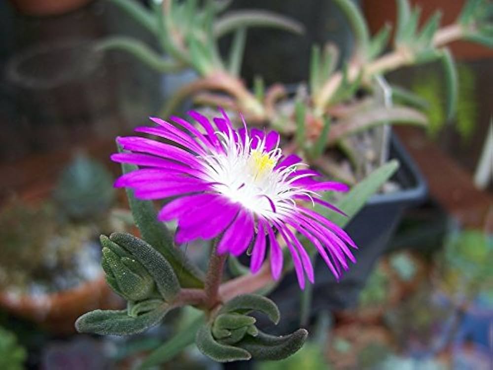 stardust ice flower seeds