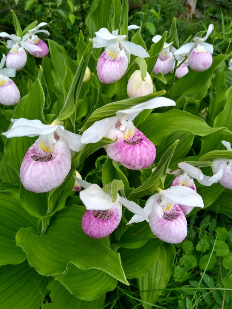Pink White Lady&