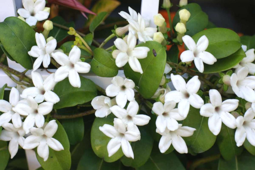 White Stephanotis Flower Seeds Heirloom Non-GMO High Germination Organic Garden Seeds for Planting