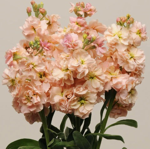stock apricot flower seeds