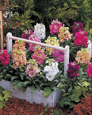 stockcindrellaimportedheirloomnongmohighgerminationorganicgarden flower seeds