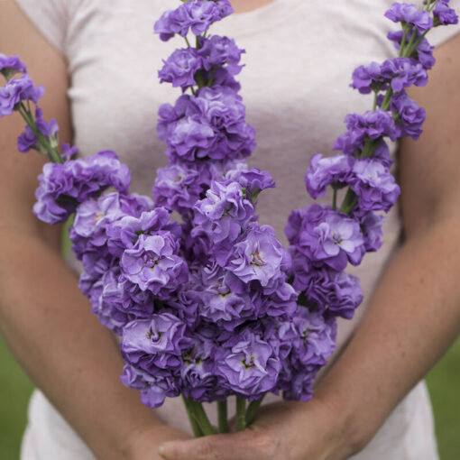 blue stock flower seeds