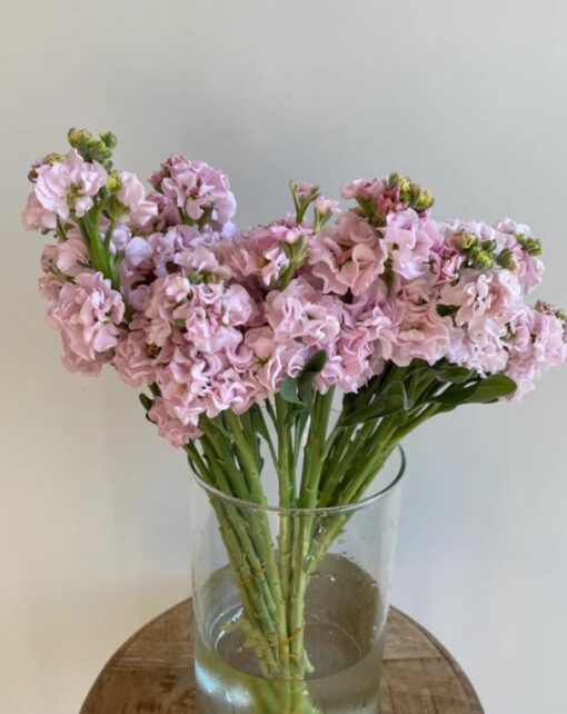 stock iron flower seeds
