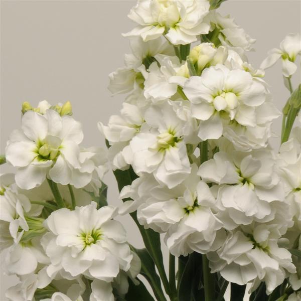 White Matthiola Flower Seeds – Heirloom, Non-GMO, High Germination Seeds