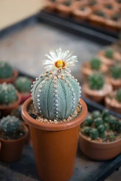 Astrophytum Flower Seeds for Planting – Heirloom Non-GMO High Germination Organic Garden Seeds
