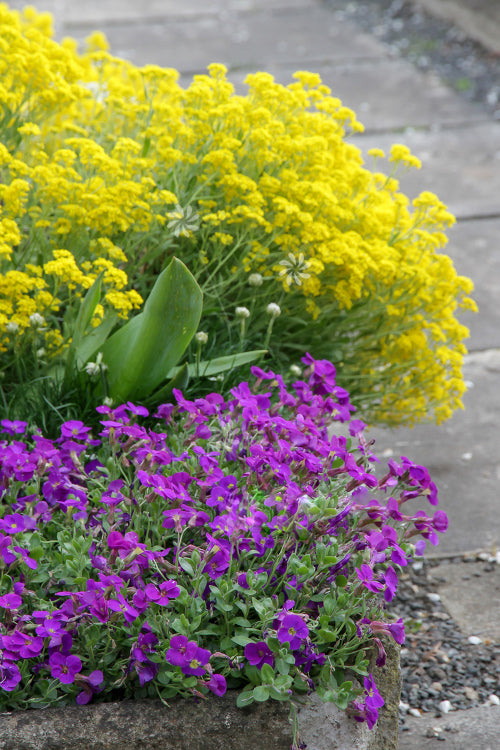 Yellow Aubrieta Flower Seeds for Planting – Heirloom Non-GMO High Germination Organic Seeds