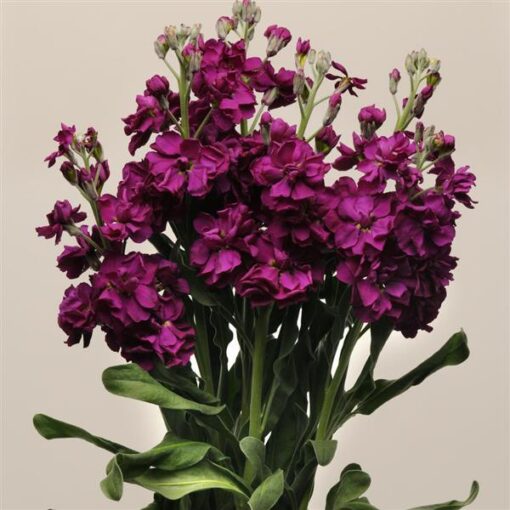 purple stock flower seeds