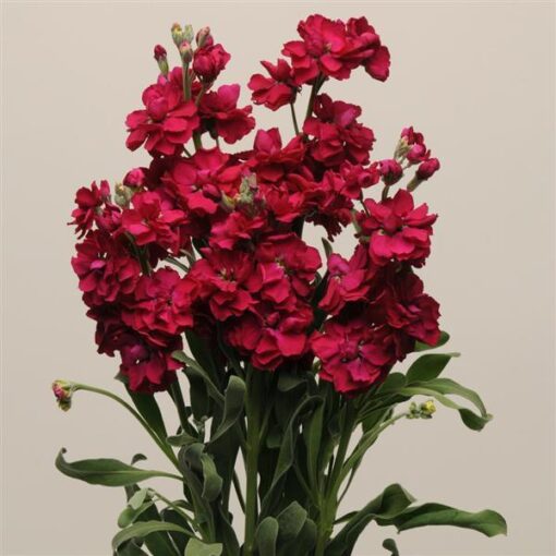 stock ruby flower seeds