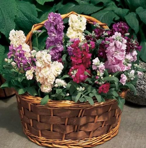 stock vintage flower seeds