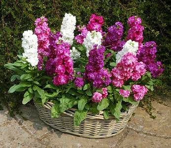 Mixed Hoarystock Flower Seeds – Heirloom, Non-GMO, High Germination Seeds