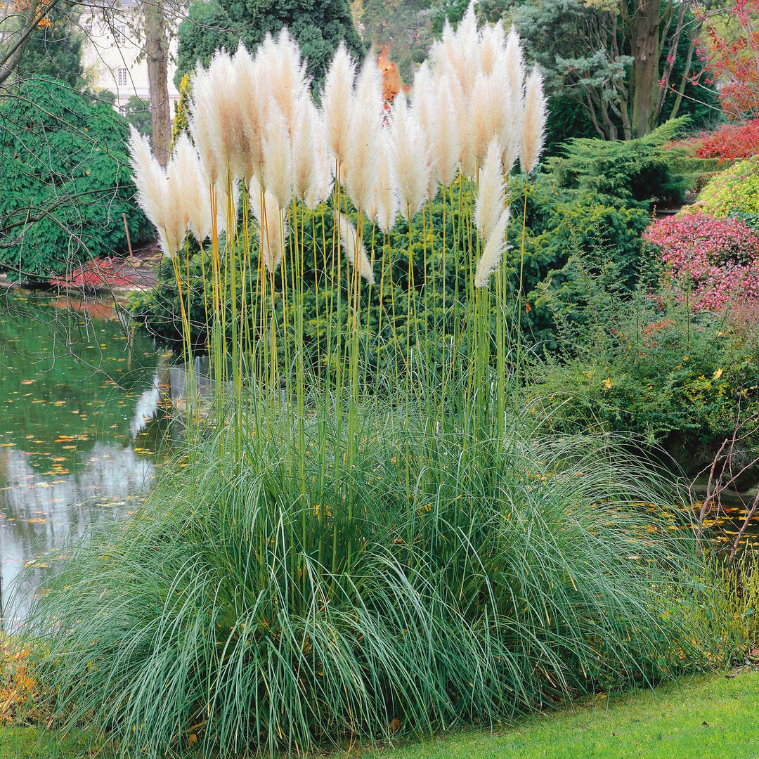Stone Grass herb seeds