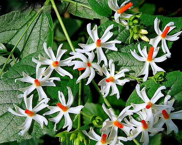 Coral Jasmine Flower Seeds White – Heirloom, Non-GMO, High Germination Seeds