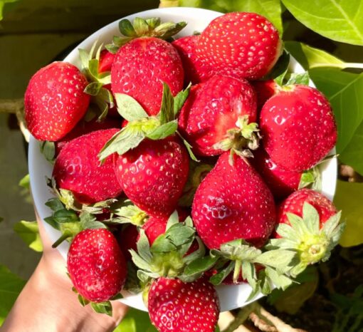strawberry alpine flower seeds