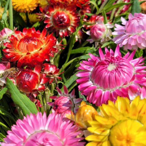 Mischung Strohblumen-Samen – Alte Sorte, gentechnikfrei, hohe Keimrate Bio-Gartensamen