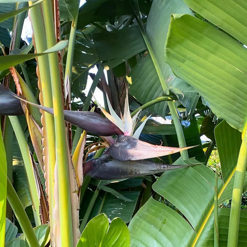 Green Strelitzia Flowering Plant Seeds – Heirloom, Non-GMO, High Germination Seeds