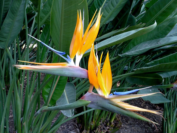 Orange Strelitzia Nicolai Flower Seeds – Heirloom, Non-GMO, High Germination Seeds
