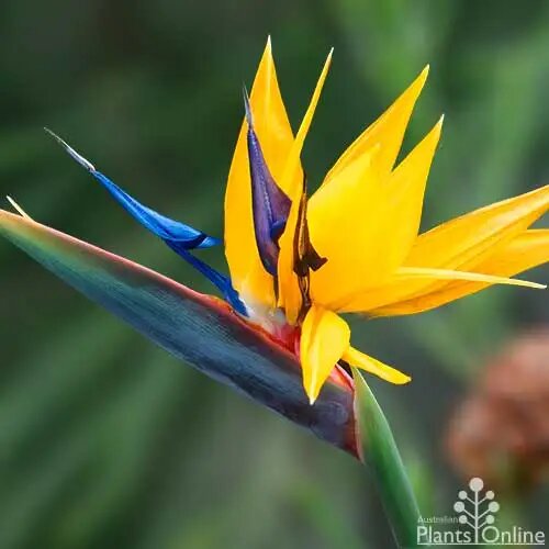 Yellow Bird Paradise Flower Seeds for Planting – Heirloom, Non-GMO, High Germination, Organic Garden Seeds