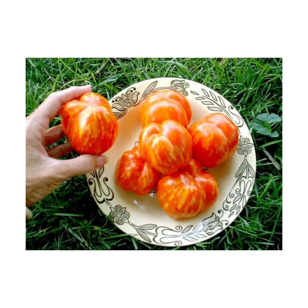 Striped Stuffer Tomato Seeds for Planting – Heirloom Non GMO High Yield Seeds