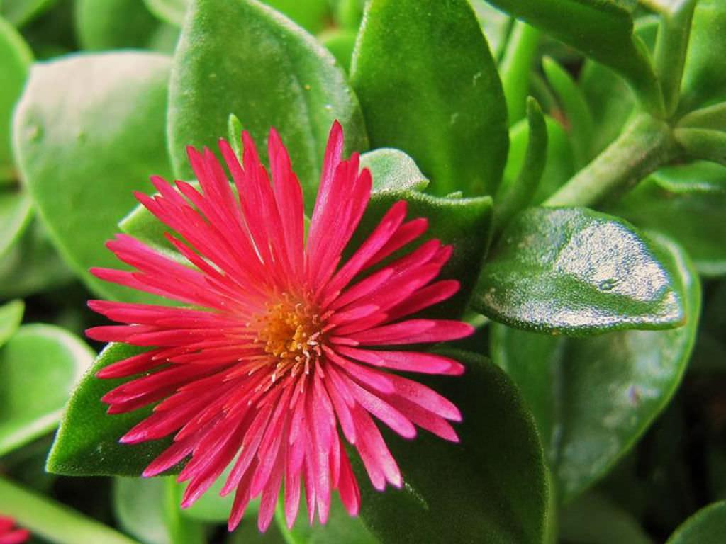 Aptenia Flower Seeds for Planting – Heirloom Non-GMO High Germination Organic Garden Seeds