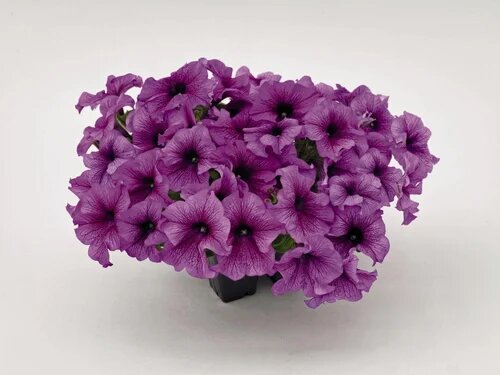 Giant Petunia Flower Seeds Purple Heirloom Non-GMO High Germination Organic Garden Seeds for Planting