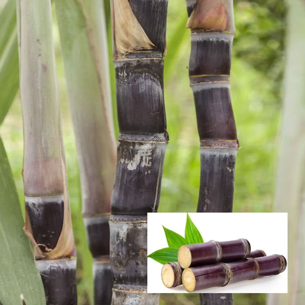 Sugarcane Saccharum herb seeds