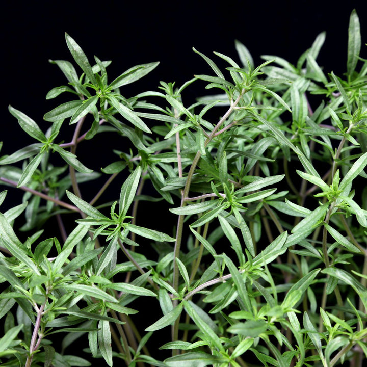 Green Savory Herb Plant Seeds for Planting – Heirloom Non-GMO High Germination Organic Garden Seeds