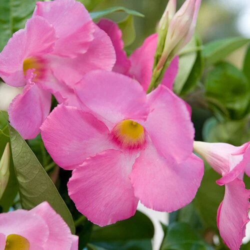 Pink Mandevilla Flower Seeds – Heirloom, Non-GMO, High Germination Seeds