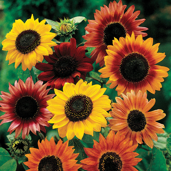 Mixed Sunflower Flower Seeds – Heirloom, Non-GMO, High Germination Seeds