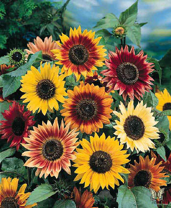 Mixed Sunflower Seeds – Heirloom, Non-GMO, High Germination Organic Garden Seeds