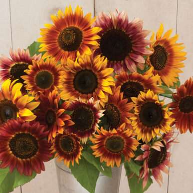 sunflower autumn flower seeds