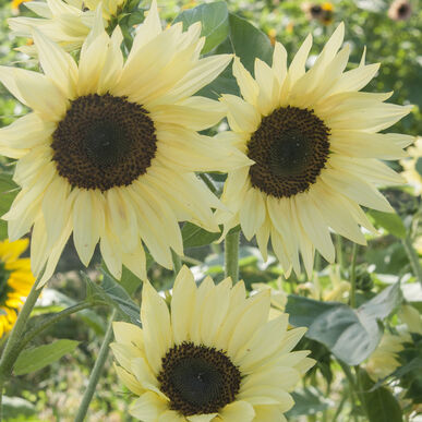 sunflowerbuttercreamfimportedheirloomnongmohighgerminationorganicgarden flower seeds