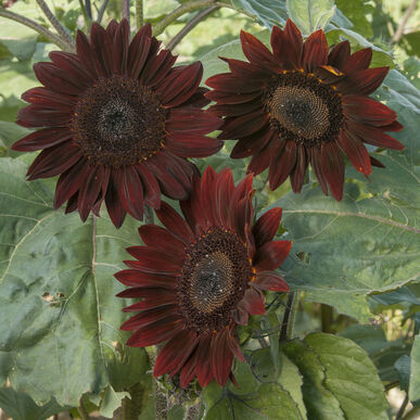 sunflower chocolate flower seeds