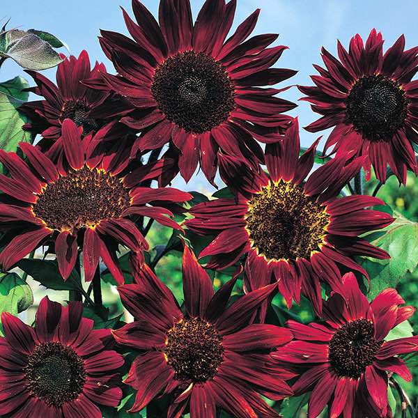 Maroon Sunflower Flower Seeds – Heirloom, Non-GMO, High Germination Seeds