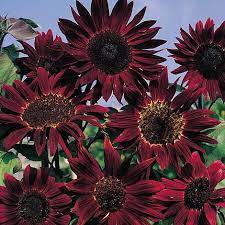 sunflowerclaretimportedheirloomnongmohighgerminationorganicgarden flower seeds
