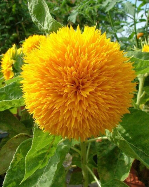 sunflower dwarf flower seeds