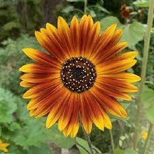 sunflowerearthwalkerimportedheirloomnongmohighgerminationorganicgarden flower seeds