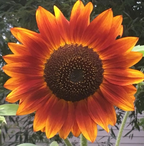sunflowereveningsunimportedheirloomnongmohighgerminationorganicgarden flower seeds