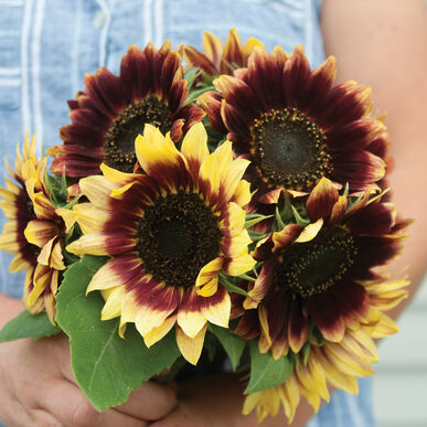 sunflower florenza flower seeds