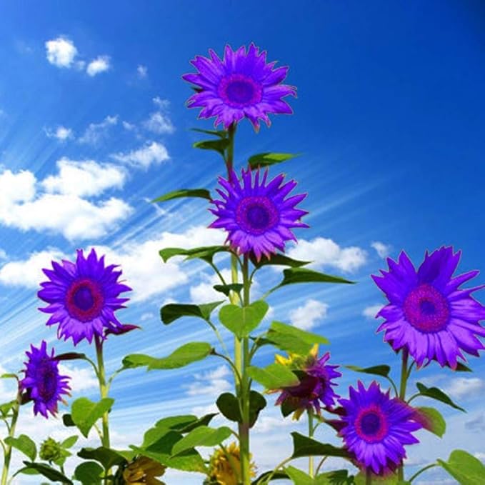 purple sunflower flower seeds
