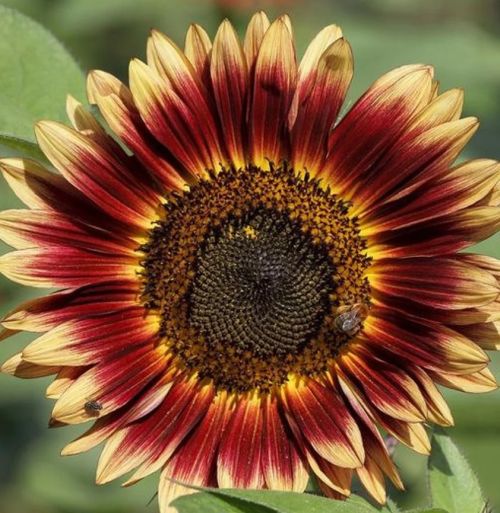 sunflowerindianblanketimportedheirloomnongmohighgerminationorganicgarden flower seeds