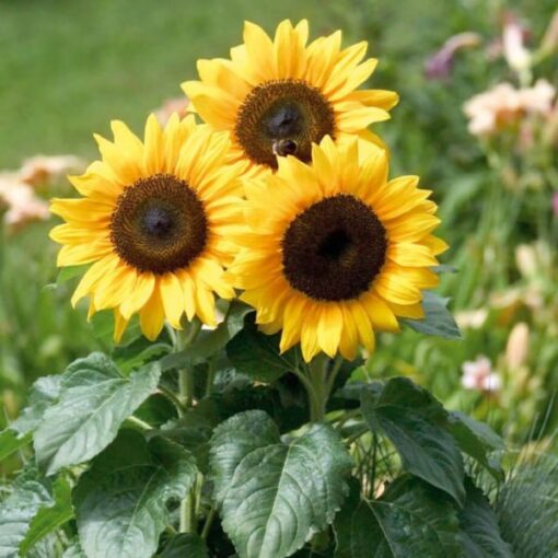 sunflowerminiatureopenpollinatedheirloomnongmohighgerminationorganicgarden flower seeds