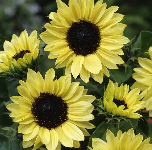 sunflowermoonshineimportedheirloomnongmohighgerminationorganicgarden flower seeds