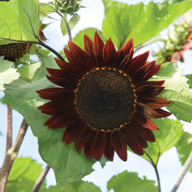 sunflowermoulinrougehybridheirloomnongmohighgerminationorganicgarden flower seeds
