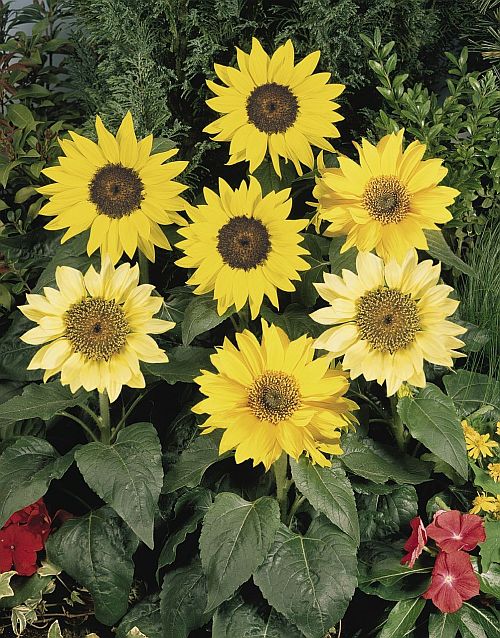 sunflower pacino flower seeds