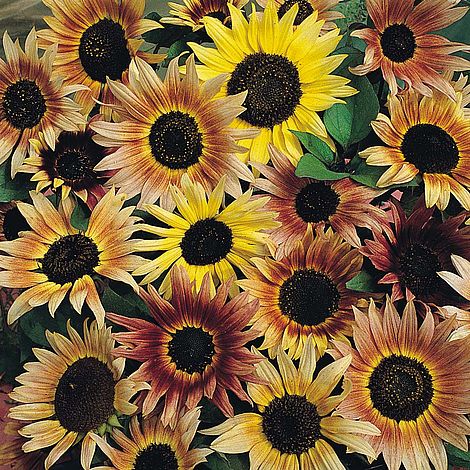 sunflowerpasticherareimportedheirloomnongmohighgerminationorganicgarden flower seeds