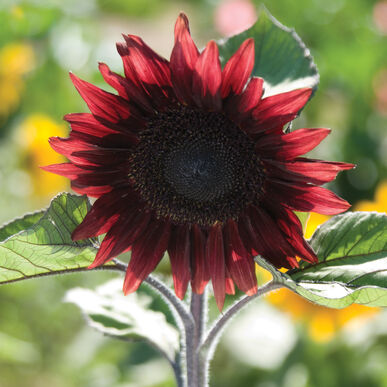 sunflowerprocutredimportedheirloomnongmohighgerminationorganicgarden flower seeds